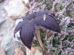Tridentea gemmiflora