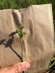 Juncus torreyi