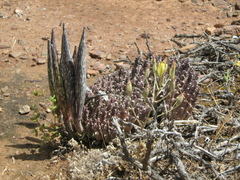 Tridentea gemmiflora