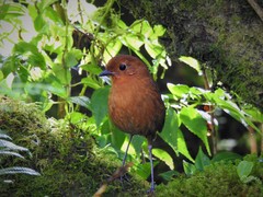 Grallaria saturata