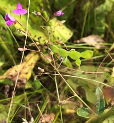 Desmodium obtusum