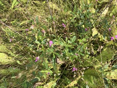 Desmodium obtusum