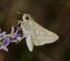 Hesperia assiniboia