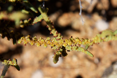 Crassula muscosa muscosa