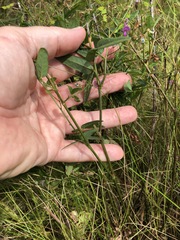 Desmodium obtusum