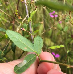 Desmodium obtusum