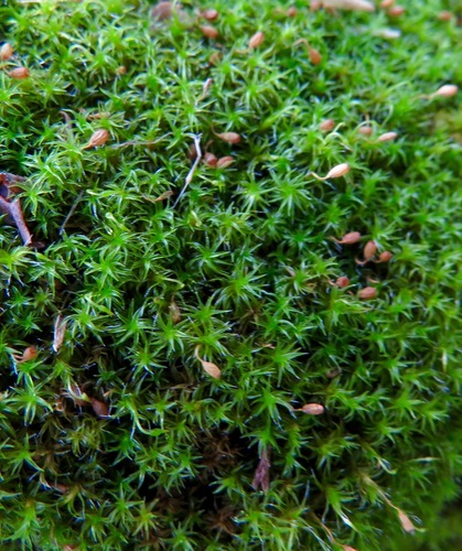 iNaturalist observation photo of Grimmia lisae