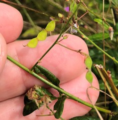 Desmodium obtusum