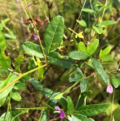 Desmodium obtusum