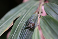 Hamadruas sikkimensis