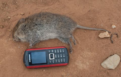 Otomys angoniensis