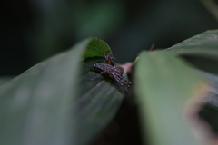 Hamadruas sikkimensis