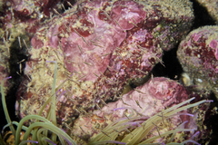 Leptomysis mediterranea