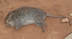 Otomys angoniensis