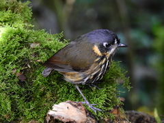 Grallaricula lineifrons