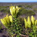 Pteronia uncinata - Photo (c) kooscl, algunos derechos reservados (CC BY-NC)