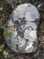 Scoliciosporum