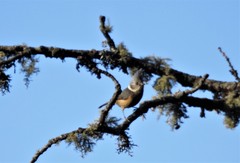 Lophophanes dichrous