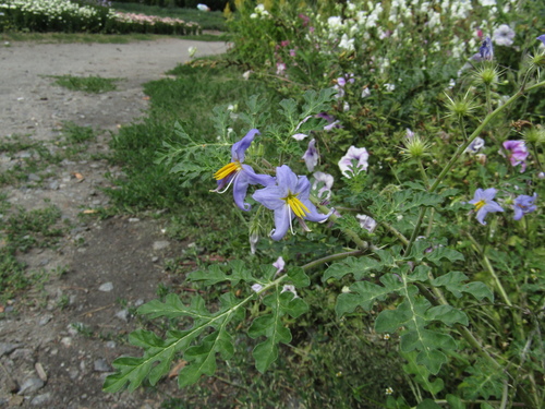 Solanum citrullifolium iNat (1)