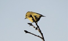 Sylviparus modestus