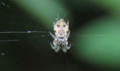Cyclosa sierrae