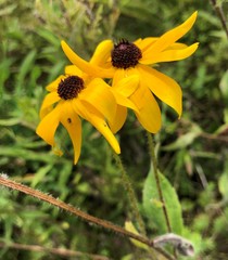 Rudbeckia hirta pulcherrima