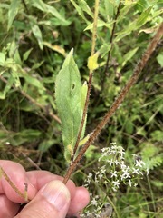 Rudbeckia hirta pulcherrima