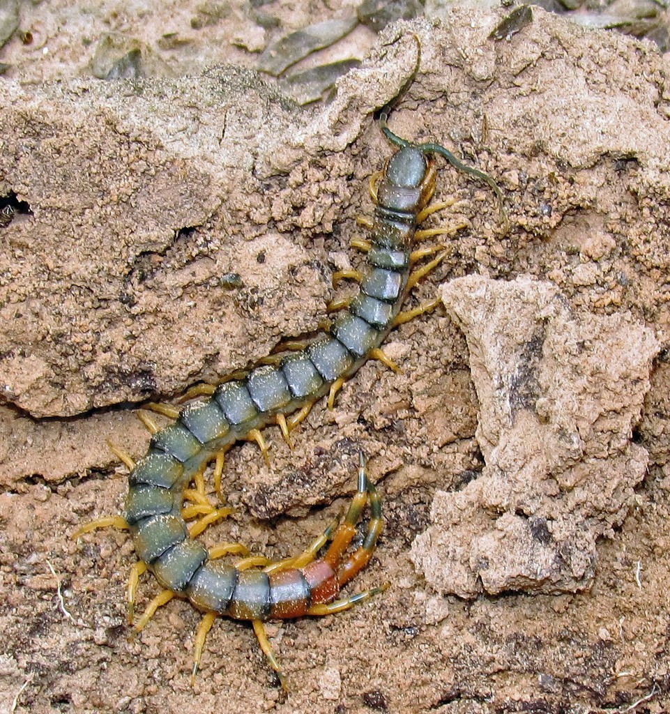 Amazonian Tricolor Centipede from Patiño, Formosa, Argentina on August ...