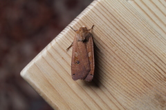 Noctua