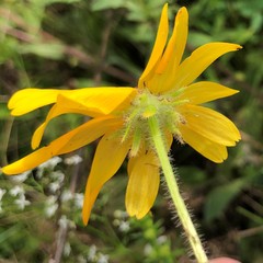 Rudbeckia hirta pulcherrima