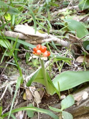 Haemanthus albiflos