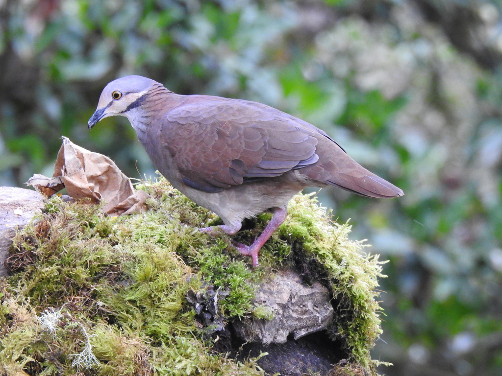 Lined Quail-Dove (Zentrygon linearis) photo