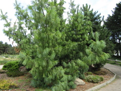 Pinus peuce