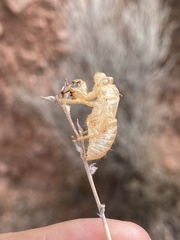 Cicada barbara lusitanica