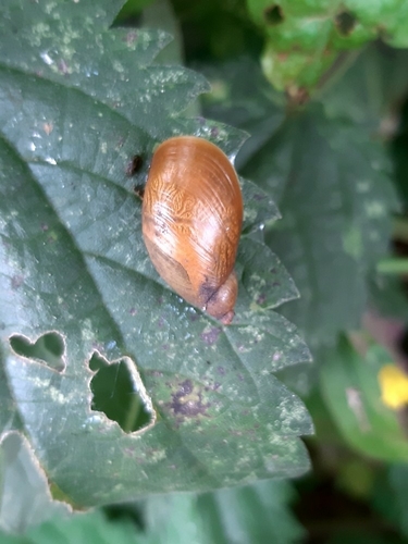 Common European Ambersnail, 2931 Krimpen aan de Lek, Nederland, photo 10 of 10