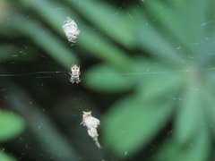 Cyclosa sierrae