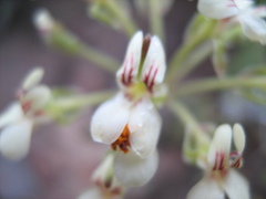 Pelargonium luteolum