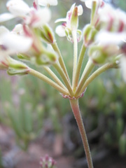 Pelargonium luteolum