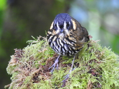 Grallaricula lineifrons