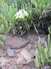 Pelargonium luteolum