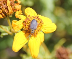 Trirhabda luteocincta