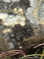 Scoliciosporum