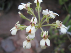 Pelargonium luteolum