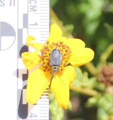 Trirhabda luteocincta