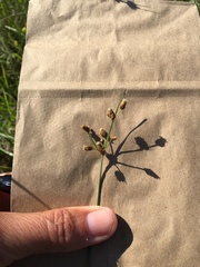 Fimbristylis puberula