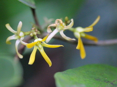 Toxocarpus wightianus