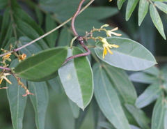 Toxocarpus wightianus