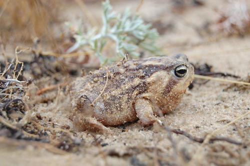 Breviceps namaquensis