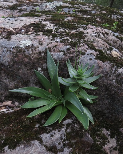 iNaturalist observation photo of lanceleaf liveforever