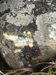 Scoliciosporum